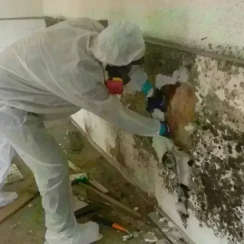 Mold Remediation and Removal in Fairmont, WV